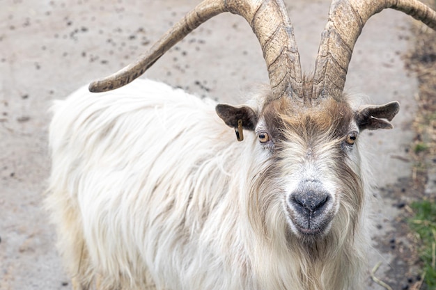 Beautiful horned goat closeup in the wild