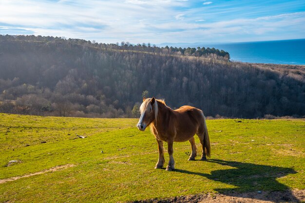 Un bellissimo cavallo in libertà dal monte di jaizkibel vicino a san sebastian, gipuzkoa. spagna