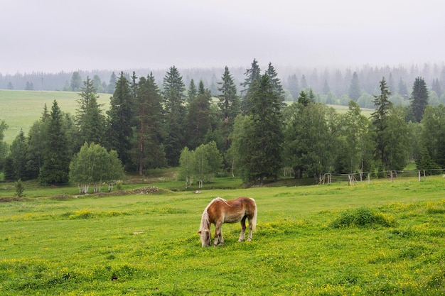 Foto bellissimo cavallo pascolare sull'erba al pascolo in mezzo ai boschi horska kvilda sumava repubblica ceca nuvoloso giorno d'estate