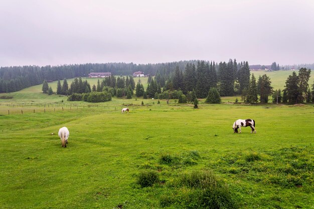 Foto bellissimo cavallo pascolare sull'erba al pascolo in mezzo ai boschi horska kvilda sumava repubblica ceca nuvoloso giorno d'estate
