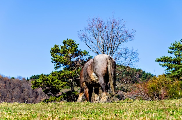 Beautiful horse grazing in the green fields of Ribes de Freser, Girona, Spain.