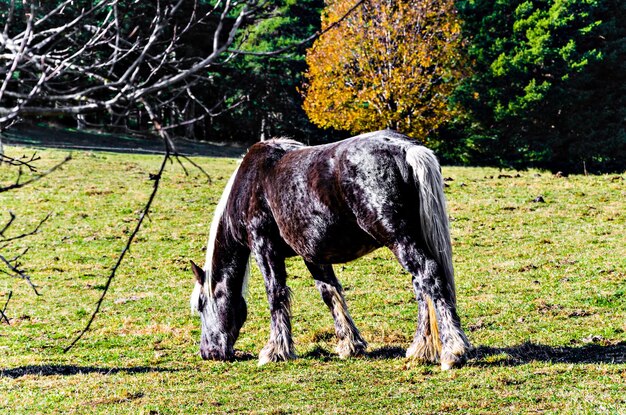 Beautiful horse grazing in the green fields of Ribes de Freser, Girona, Spain.