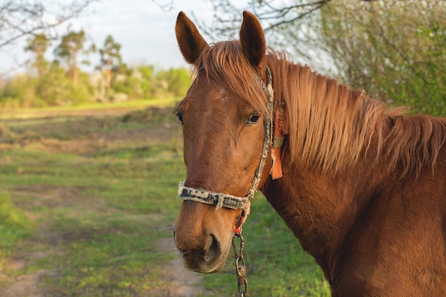 Beautiful horse grazing in a meadow Portrait of a brown horse