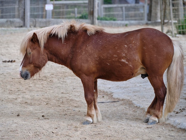 牧場の美しい馬