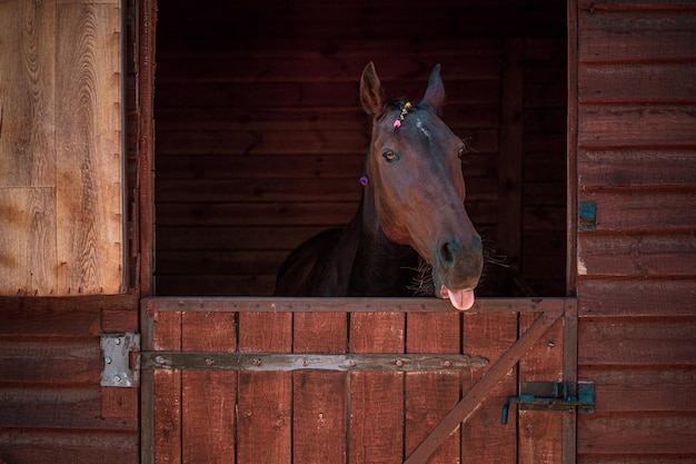Photo beautiful horse looking over the stable doors with braided mane beautiful brown ranch horse with bra...