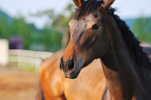 beautiful horse in nature run and have family relatinship