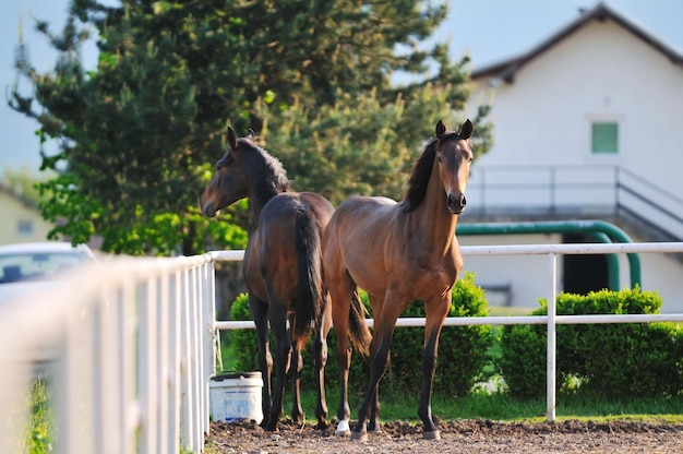 自然の中で美しい馬が走り、家族関係を築く