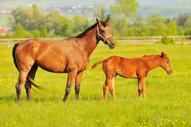 beautiful horse in nature run and have family relatinship