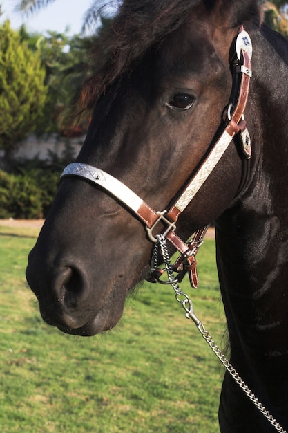 Beautiful horse outdoor summer day