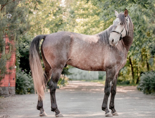 種牡馬で動いている美しい馬の肖像画。ウマ。田舎。馬術