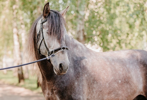 種牡馬で動いている美しい馬の肖像画。ウマ。田舎。馬術