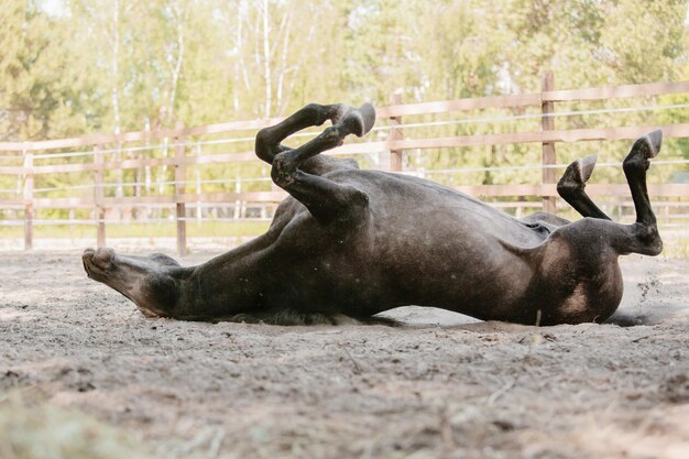 Beautiful horse portrait in motion in the stallion. Equine. Countryside. Equestrian