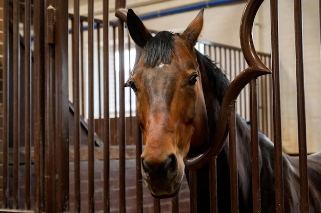 Beautiful horse portrait in warm light in stable