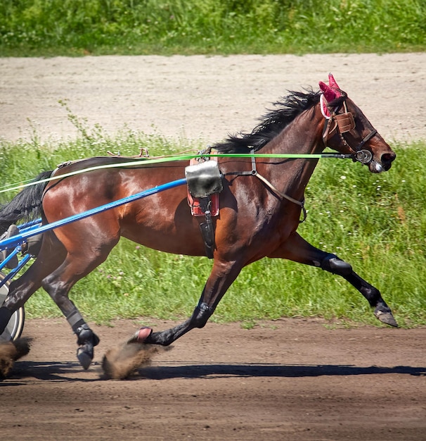 Foto un bellissimo cavallo che corre lungo un ippodromo