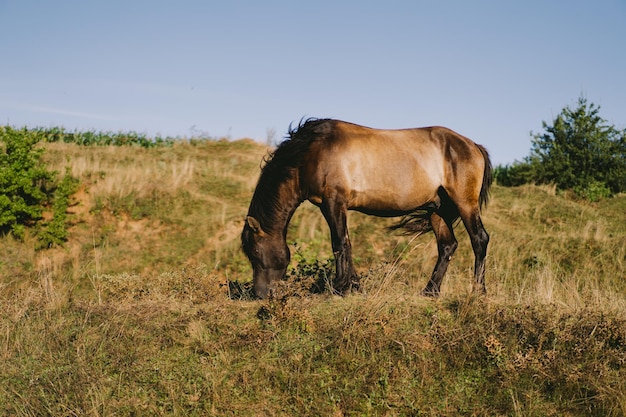 키 큰 풀밭에서 달리고 서 있는 아름다운 말 말의 초상