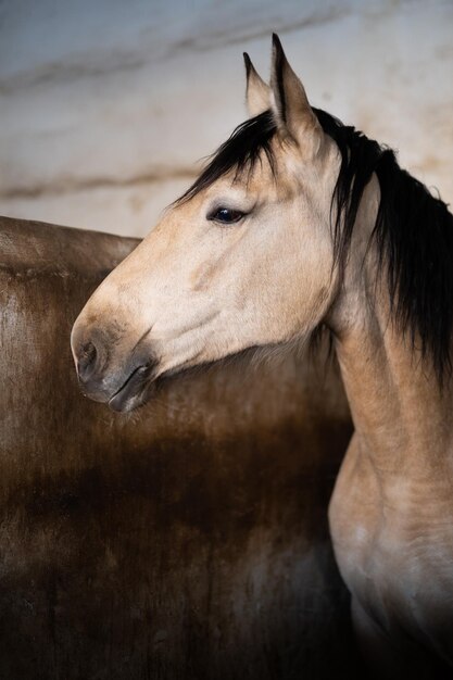 A beautiful horse in the stable