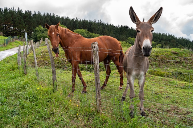 A beautiful horse sticking its tongue out and a cute donkey together in a pasture of a farm.