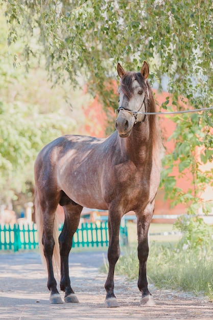 Photo beautiful horse in summer background