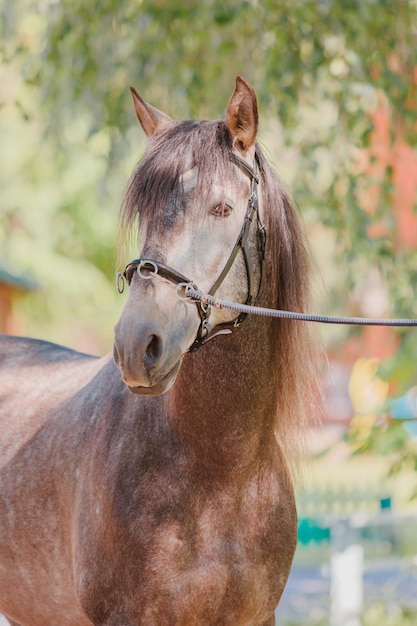 Beautiful horse in summer background