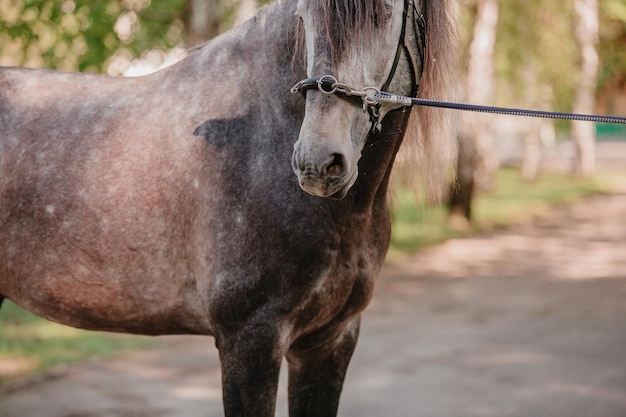 Beautiful horse in summer background