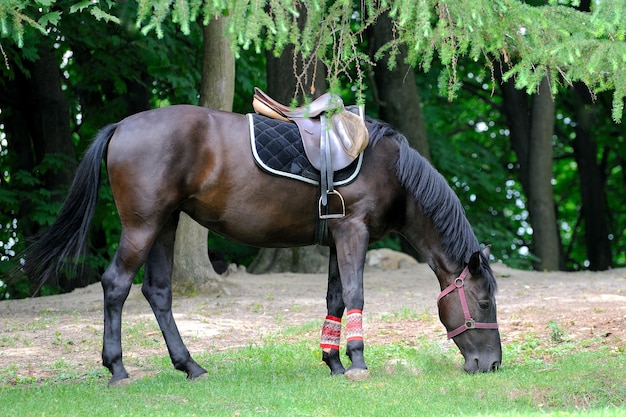 農場でサドルを持つ美しい馬