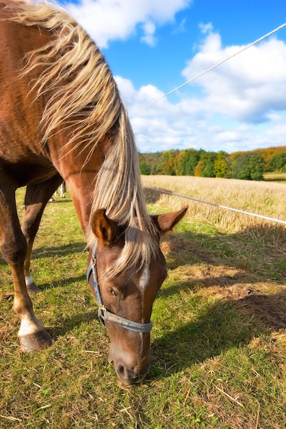 自然の美しい馬の不思議自然の中で美しい馬