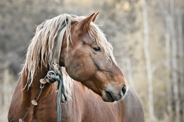 Beautiful horse