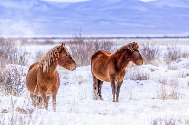 Beautiful horses against Altai mountains in winter, Russia. Wildlife landscape.