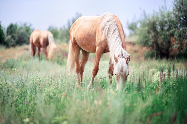 Bellissimi cavalli pascolano tra la salvia e l'erba