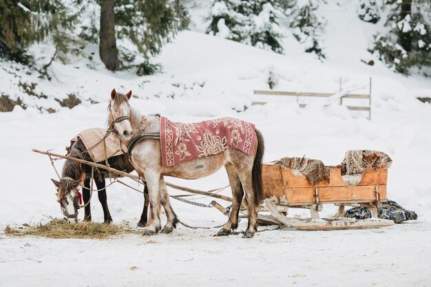 Beautiful horses and a rare wagon stand in the woods in winter