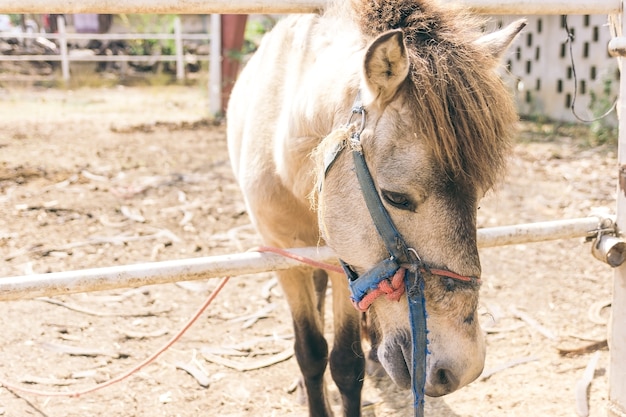 Beautiful horses in the stable