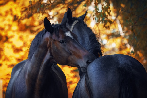 Beautiful horses in the summer on the field