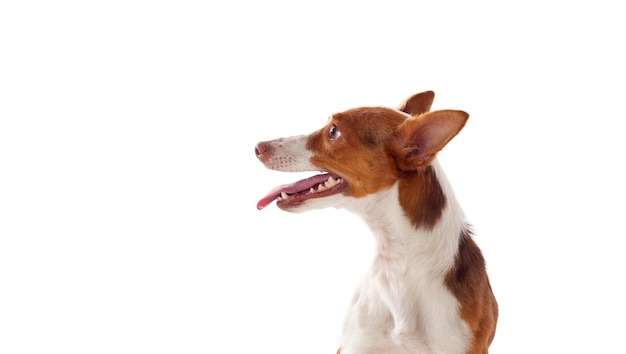 beautiful hound dog 