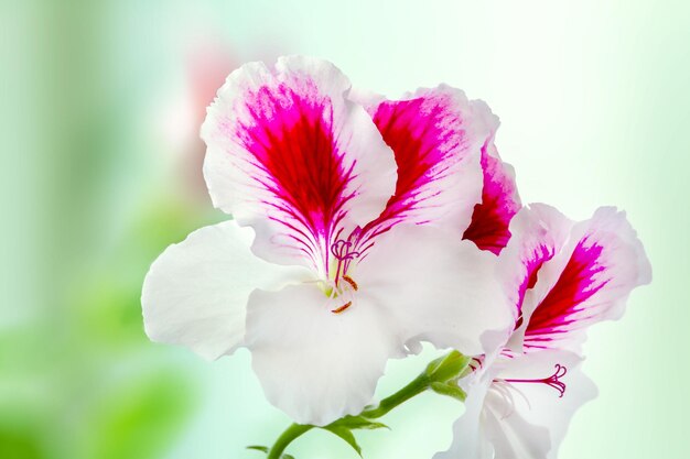 美しい観葉植物ペラルゴニウムの花白紫の花