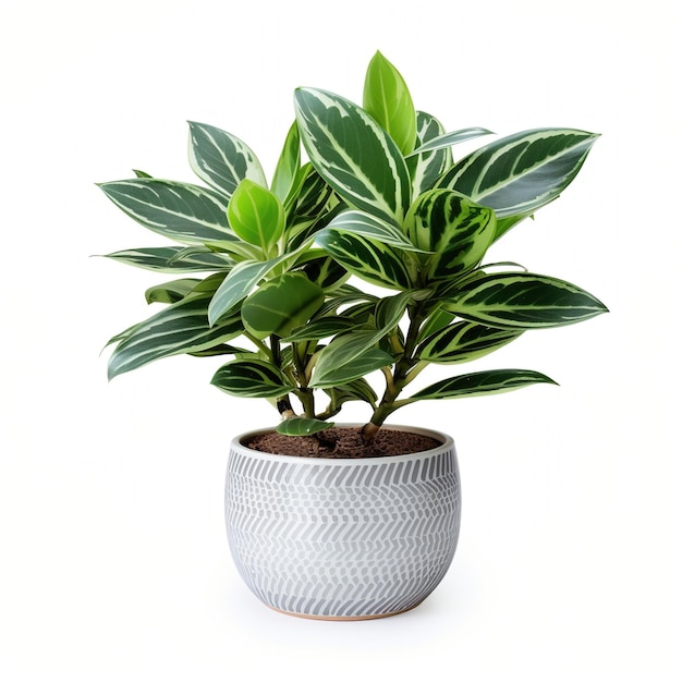 A beautiful houseplant in a stylish pot