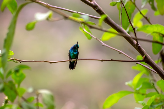 Bellissimo colibrì appoggiato su un ramo