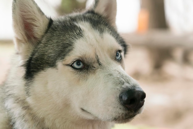 青い目をした美しいハスキー犬の頭