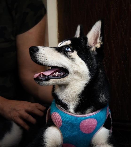 beautiful husky looking at his owner