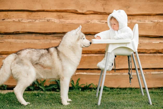 Beautiful husky standing near little child sitting in high chair in white bear costume outdoor near wooden fence