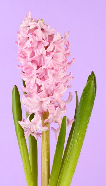 Beautiful hyacinth on color background