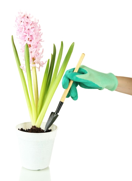 Beautiful hyacinth in flowerpot and gardener's hand (conceptual photo flower care), isolated on white