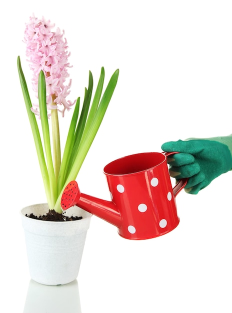 Beautiful hyacinth in flowerpot and gardener's hand conceptual photo flower care isolated on white