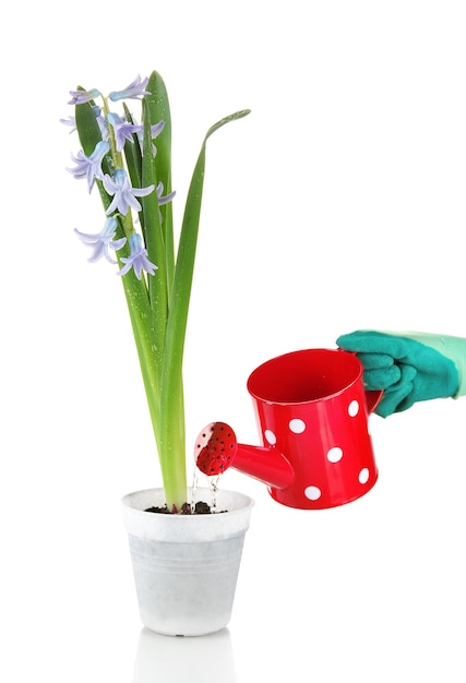 Beautiful hyacinth in flowerpot and gardener's hand conceptual photo flower care isolated on white