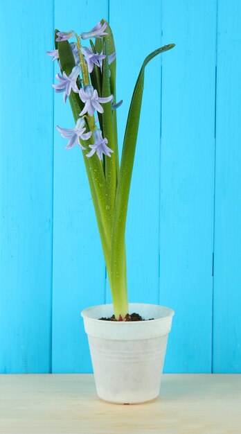 Foto bella giacinto in vaso su sfondo di legno