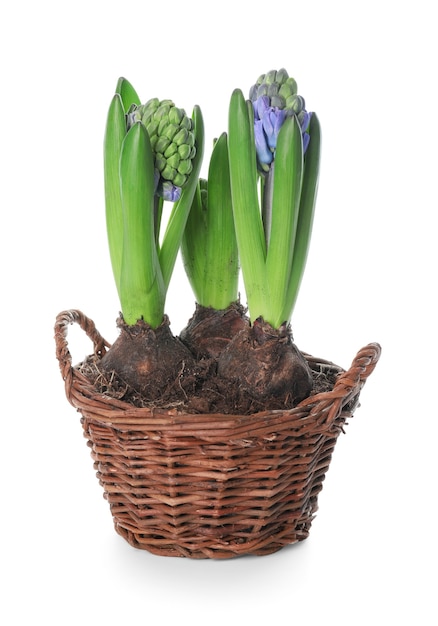 Beautiful hyacinth plants on white