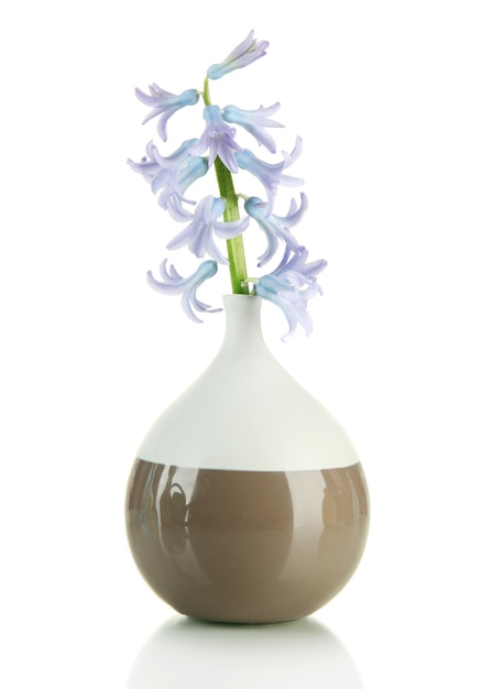 白で隔離される花瓶の美しいヒヤシンス