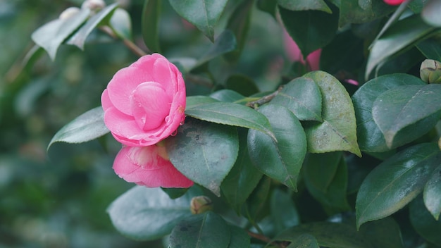 Photo beautiful hybrid camellia flower with fresh waxy leaves pink flower head floriculture