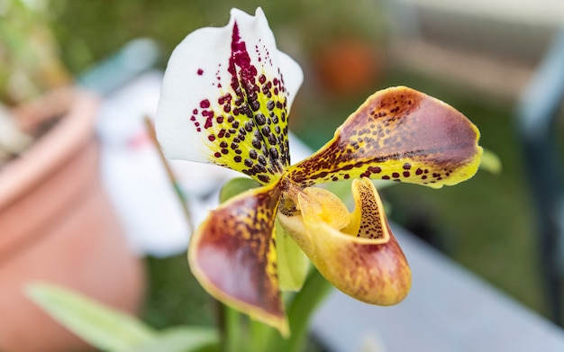 Beautiful hybrid phalaenopsis orchid cultivated in greenhouse