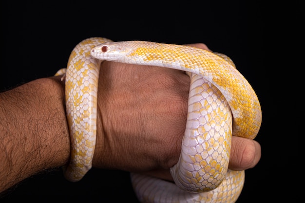 Beautiful hybrid snake