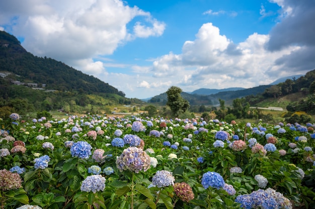 Beautiful hydrangea blooms fields in the valley at doi inthanon national park, chiang mai, thailand